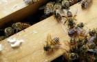 中蜂秋繁可以分蜂吗？