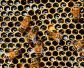 蜜蜂冬天死亡的原因有哪些？