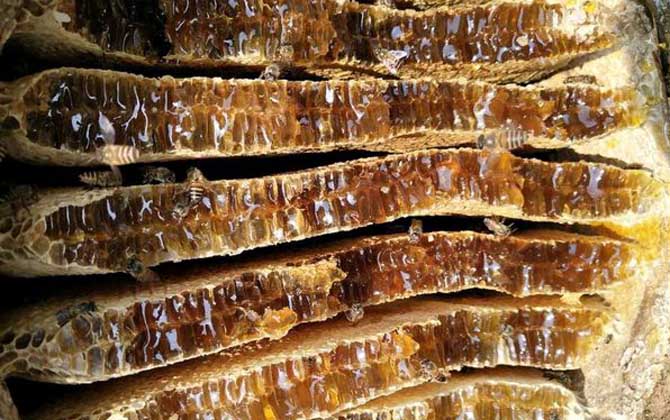 蜂巢蜜嚼后的渣渣能吃吗？能吃，但没什么味道，真的如同嚼蜡！