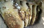蜂巢哪4类人不能吃，这4类人不能吃蜂巢，否则反而有害无益！