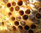 长期吃蜂巢的危害有哪些？容易发生过敏，还容易引起消化不良！