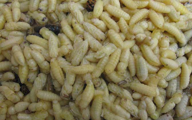 蜂蛹不能和什么一起吃？不存在食物相克，但要避免发生过敏！