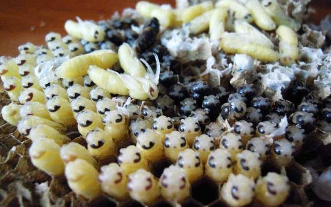 蜂蛹适合什么人群吃？这5类人群经常吃蜂蛹对健康大有好处！