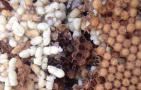 雄蜂蛹哪里有卖的？比较少见，少数大型养蜂场会培育雄蜂蛹！