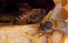 澳洲蜂胶都是假的吗？