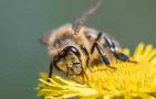 蜂毒对性功能的作用有哪些？