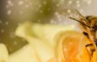 蜂毒进入人体的影响有哪些？