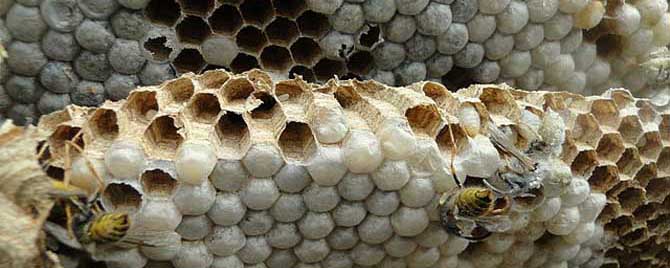蜂蛹