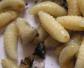 男人吃蜂蛹的功效与作用有哪些？