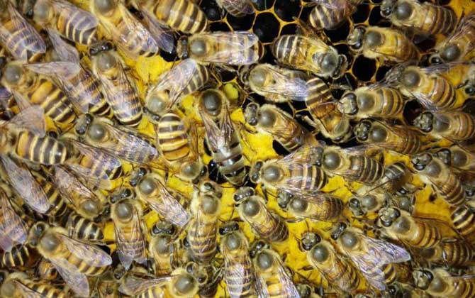 中蜂大量喂白糖的后果有哪些？容易诱发蜂病，还容易引起盗蜂！