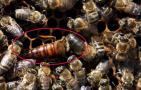 黑蜂有毒吗？
