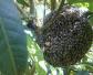 黑小蜜蜂能人工养殖吗？