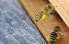 新手如何养蜜蜂？