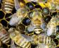 中蜂蜂王什么品种最好？