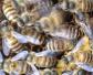 中蜂和意蜂有什么区别？