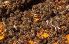 意蜂秋季养殖技术要点有哪些？