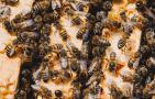 意蜂冬季养殖技术要点有哪些？