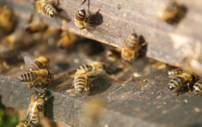 新手如何养蜜蜂？养蜂是个技术活，新手要养好蜜蜂并不简单！
