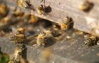 新手如何养蜜蜂？养蜂是个技术活，新手要养好蜜蜂并不简单！