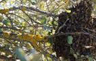 蜜蜂分蜂季节在每年几月份？