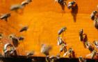 蜜蜂合群多久才能放出来？