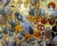 50只蜜蜂能养活蜂王吗？