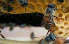 人工培育蜂王方法有哪些？