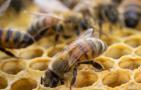 蜜蜂春繁加脾规律是什么？