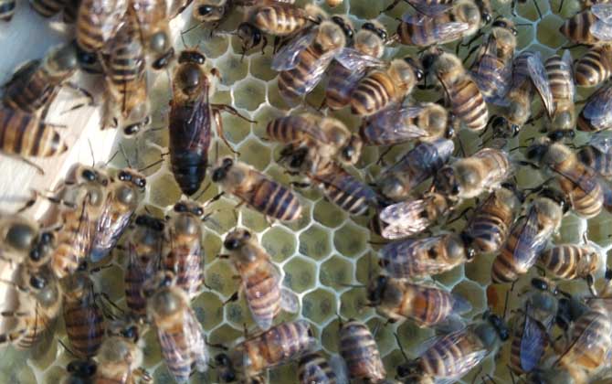 蜜蜂怎样才能快速春繁？