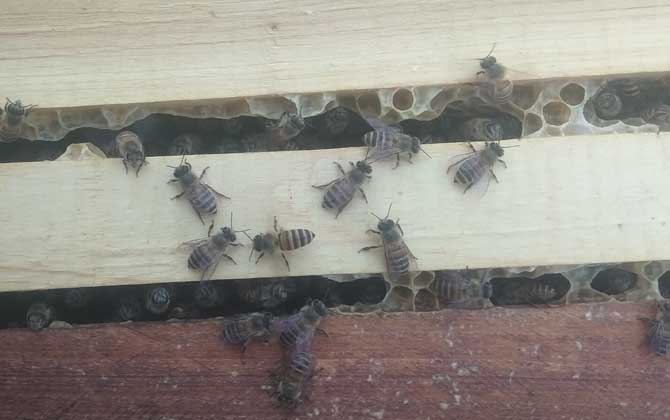 蜜蜂春繁