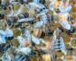 一脾蜂一个月能繁殖多少？