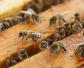 蜜蜂在多少度适合春繁？