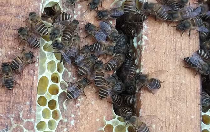 春天蜂太少如何快速繁殖？