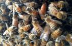春繁蜜蜂怎么样做起群快？