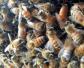 春繁蜜蜂怎么样做起群快？