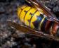 牛角蜂是什么蜂？