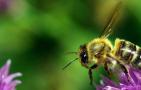 蜜蜂蛰了2天又肿又痒怎么办？