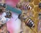 阿坝蜂和土蜂有什么区别？
