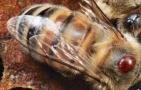 蜂螨是什么引起的？