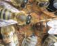 小蜂螨用什么药治最快？