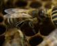 蜜蜂螨虫怎么治疗效果好？