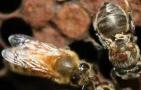 治蜂螨最好的药是什么？