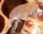 升华硫治蜂螨最新方法有哪些？