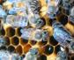 蜜蜂常见病和常用药有哪些？