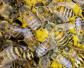 中华蜜蜂有哪常见病虫害？