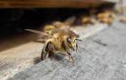 蜜蜂病虫害预防与治疗有哪些？