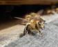 蜜蜂病虫害预防与治疗有哪些？