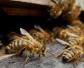 蜜蜂的病怎么防治最有效？