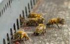 蜜蜂爬蜂病用盐治有效吗？