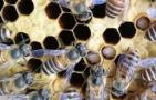 中蜂爬蜂病怎么回事？